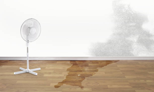 Best Water damage cleanup near me  in Wailua, HI