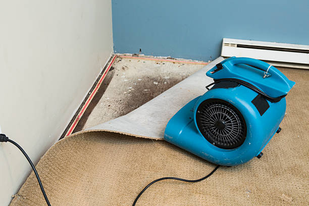 Best Flood damage cleanup  in Wailua, HI